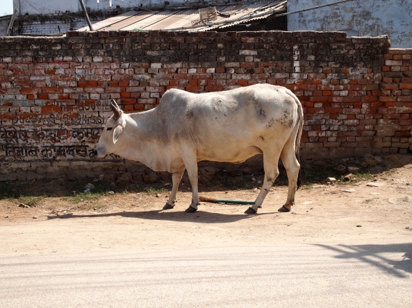one of millions of cows in India ~ on the streets of Varanasi