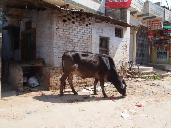 cows are EVERYWHERE on the streets of Varanasi, scrounging around in garbage & living alongside people