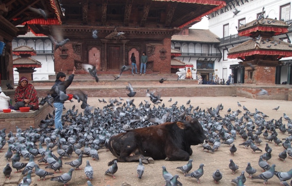 cows and pigeons in the square