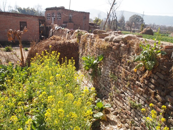 a wall around a garden of mustard in Bhaktapur, Nepal.