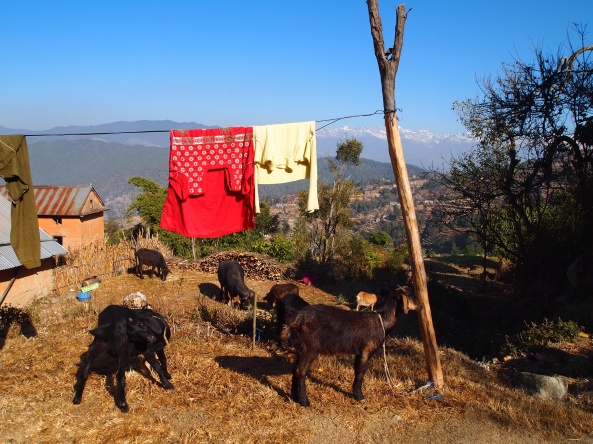 goats and washline