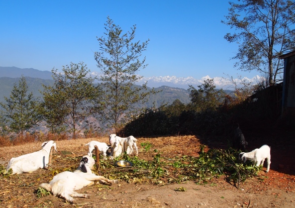 goats & mountains