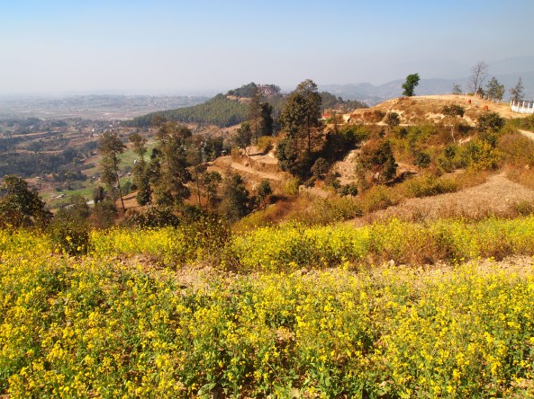 fields of mustard with Changu Narayan on the hill in the background